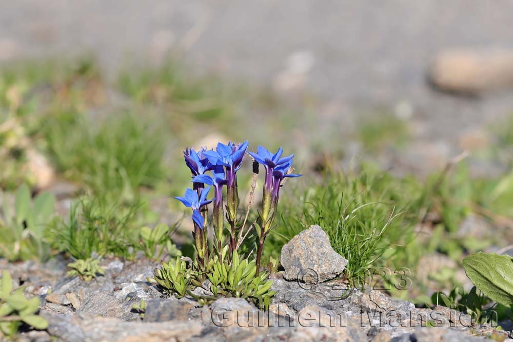 Gentiana verna