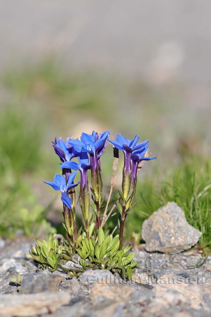 Gentiana verna